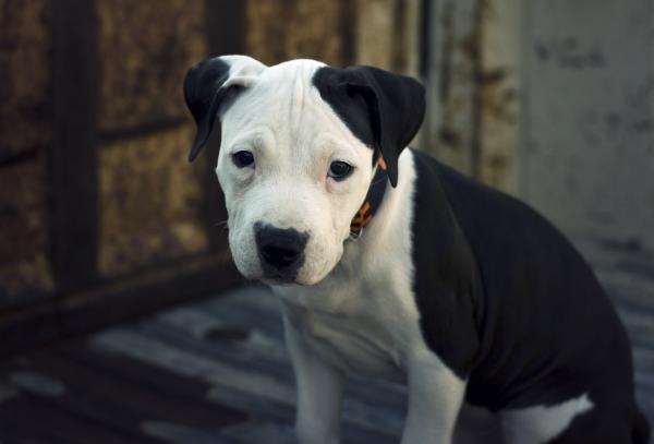 Pit Bull Terrier -koirien yleiset sairaudet - ravitsemukselliset puutteet