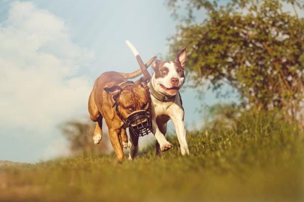 Yleisimmät Pit Bull Terrier -koirien sairaudet - perinnölliset sairaudet