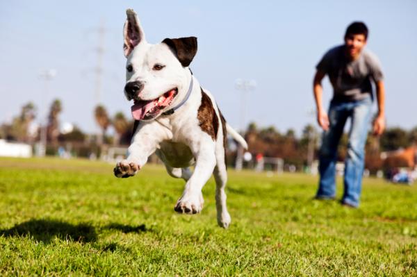 Yleisimmät Pit Bull Terrier -koirien sairaudet - rappeuttavat sairaudet