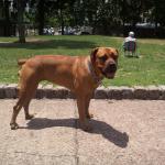 1628931259 435 Boerboel