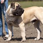 1628931259 545 Boerboel