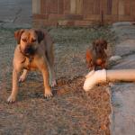 1628931259 591 Boerboel