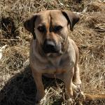 1628931259 599 Boerboel