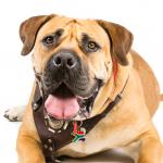 1628931259 847 Boerboel