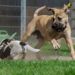 1628931259 873 Boerboel