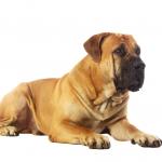 1628931259 938 Boerboel