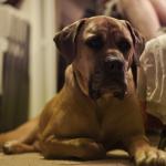 1628931259 968 Boerboel