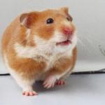 1628931433 430 Kultainen hamsteri