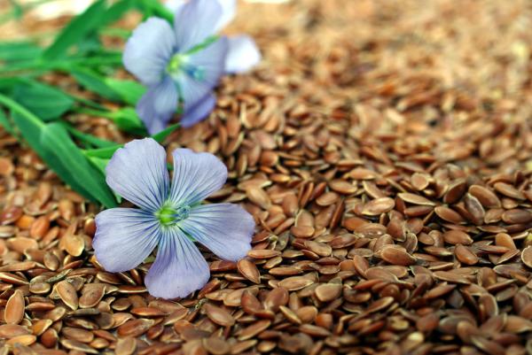 Kuinka tehdä kotitekoista pastaa mandariinitimantille?  - Vaihe 5