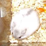 1628946733 235 Venalainen hamsteri