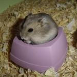 1628946733 372 Venalainen hamsteri