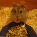 1628946733 45 Venalainen hamsteri