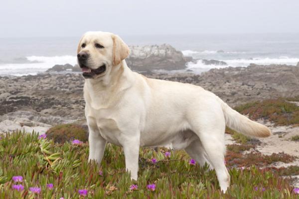 Labradorin tyypit - Englanti Labrador