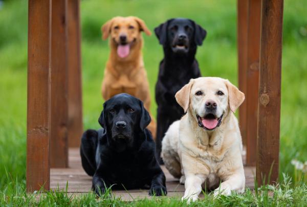 Labradorityypit - Kanadan Labrador