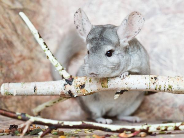 Parhaat Chinchilla -lelut - Kotitekoiset Chinchilla -lelut