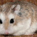 1628956634 262 Roborovskii hamsteri