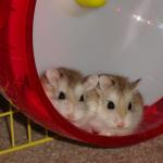 1628956634 33 Roborovskii hamsteri