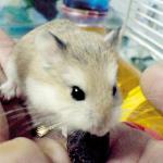 1628956634 438 Roborovskii hamsteri