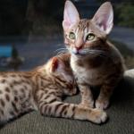 1628956709 507 Ocicat tai ocelot kissa