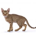 1628956709 568 Ocicat tai ocelot kissa