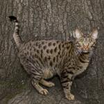 1628956709 655 Ocicat tai ocelot kissa