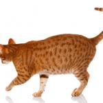 1628956709 865 Ocicat tai ocelot kissa