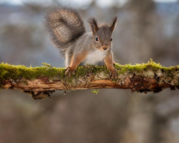 Orava lemmikkinä - Orava -sairaudet