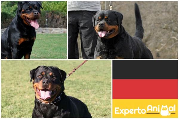 Amerikkalaiset ja saksalaiset rottweilerit - kunkin erot ja ominaisuudet - Miltä saksalainen rottweiler näyttää?