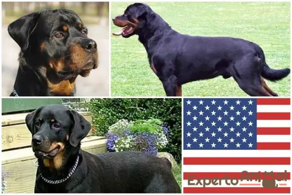 Amerikkalaiset ja saksalaiset rottweilerit - kunkin erot ja ominaisuudet - Miltä amerikkalainen rottweiler näyttää?