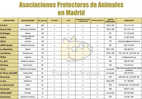 Mistä voin ottaa koiran Madridiin - Madridin eläinsuojeluliittojen vertailu