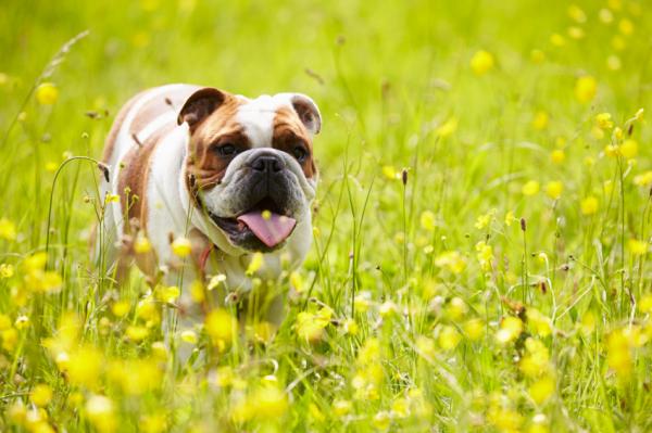 Yleisiä sairauksia englanninbulldoggeissa - vinkkejä englantilaisen bulldogin terveyden ylläpitämiseen