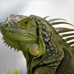 1628977491 280 Vihrea tai tavallinen iguana