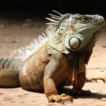 1628977491 709 Vihrea tai tavallinen iguana