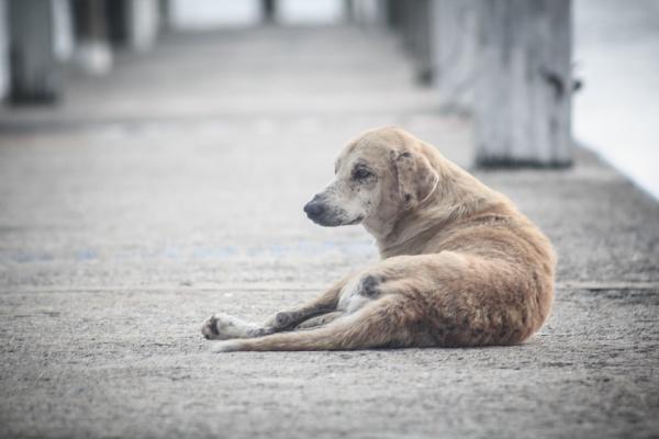 Adoptoi Buenos Airesissa - Buenos Airesissa elävät koirat