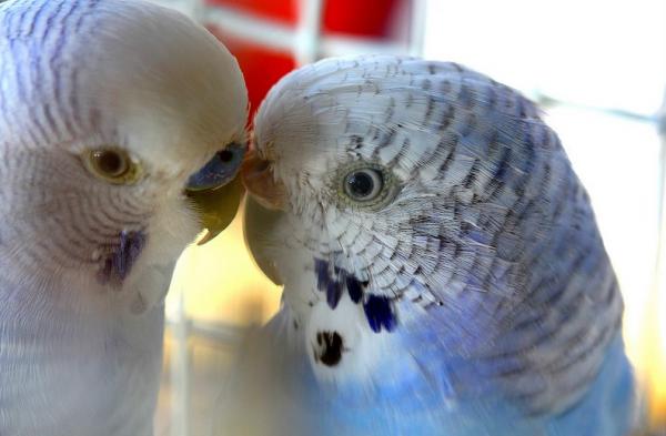 Erot uros- ja naaraspuolisten papukaijojen välillä - Parakeets