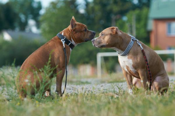 Pit Bull -koulutus - ovatko Pit Bullit aggressiivisia?