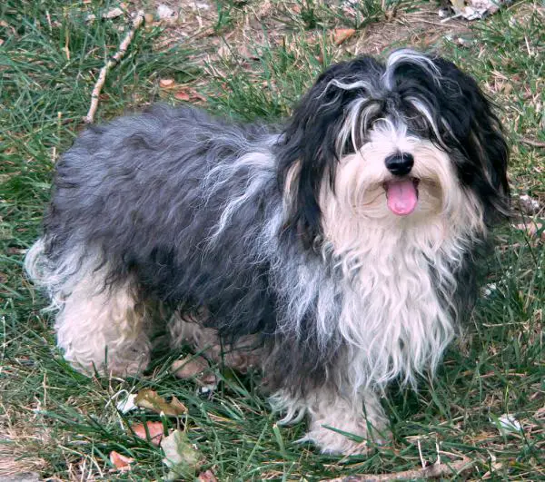 Bichonin tyypit - 2. Havanese