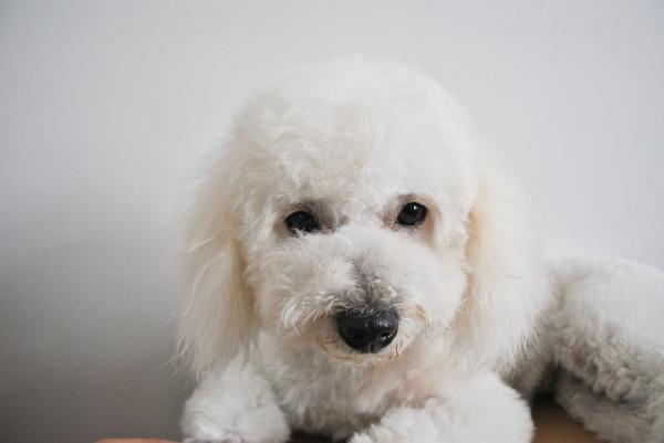 Bichonin tyypit - 1. Bichon frise