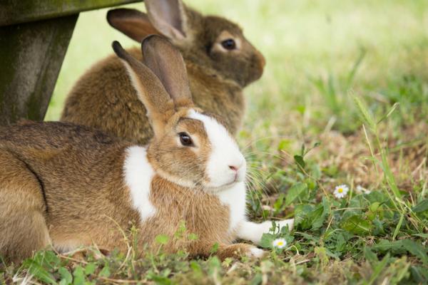 Tularemia kaneilla - Oireet ja hoito - Miten tularemia leviää kaneilla?