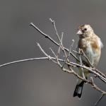 1629007546 402 Goldfinch parva