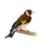 1629007546 495 Goldfinch parva