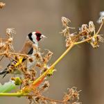 1629007546 510 Goldfinch parva