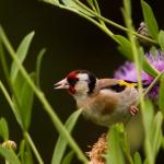 1629007546 646 Goldfinch parva