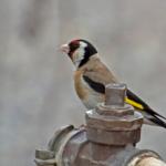 1629007546 66 Goldfinch parva