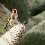 1629007546 757 Goldfinch parva