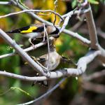 1629007546 819 Goldfinch parva