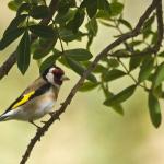 1629007546 879 Goldfinch parva