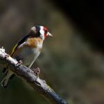 1629007546 899 Goldfinch parva