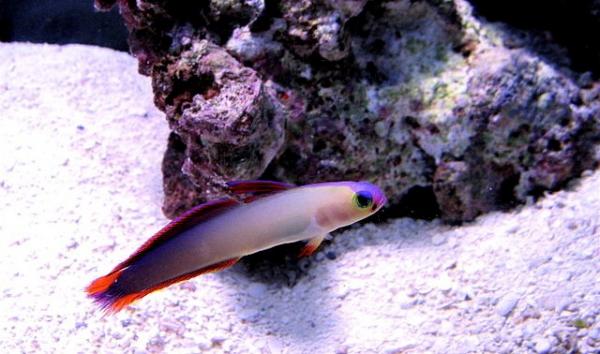 Suolaisen veden kala - Gobies