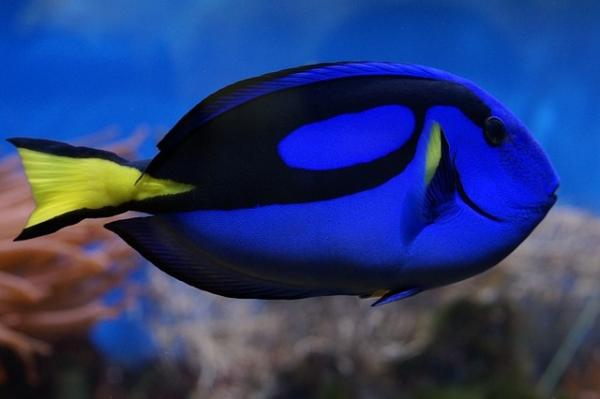 Suolavesikalat - Blue Shadow Surgeonfish